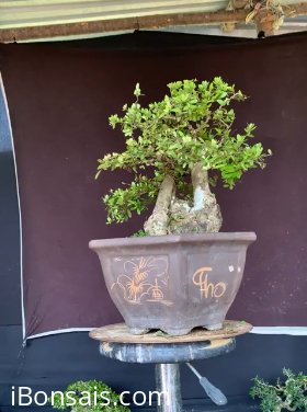 Hải Châu dòng lá nhỏ sông cầu