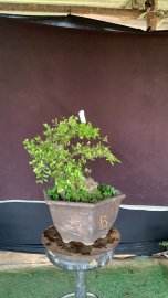Hải Châu dòng lá nhỏ sông cầu