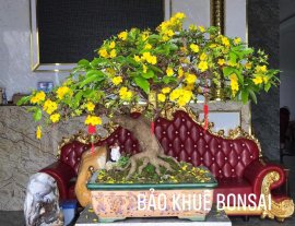 Mai vàng khoe sắc