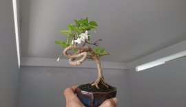 Mai Chiếu Thuỷ bông kép zin