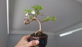 Mai Chiếu Thuỷ bông kép zin