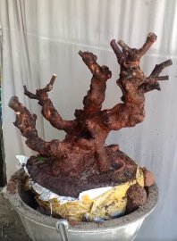 Phi lao..sống rất khoẻ...7trieu...gl ae