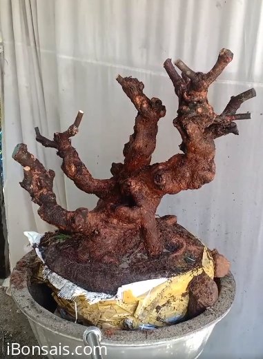 Phi lao..sống rất khoẻ...7trieu...gl ae