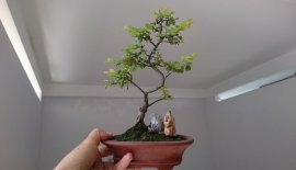 Em là Kim Châu ( Tước Mai)... 