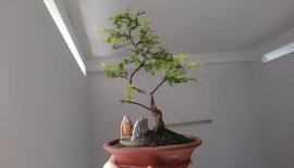 Em là Kim Châu ( Tước Mai)... 