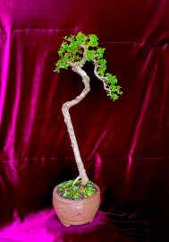 Sam trái bonsai dáng văn nhân siêu già.
