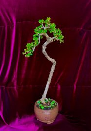 Sam trái bonsai dáng văn nhân siêu già.