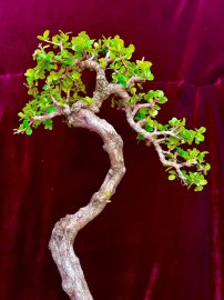 Sam trái bonsai dáng văn nhân siêu già.