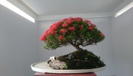 Em Trang Đỏ lại rộ bông...