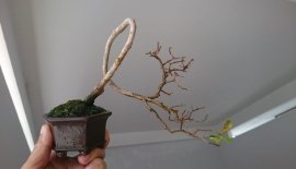 Em là Tường Vi cánh mỏng...