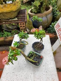 Giao lưu vài bé trang đỏ mini đang hoa