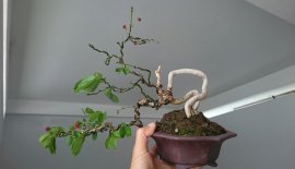 Em Điệp Lào thân quái...