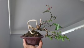 Em Điệp Lào thân quái...