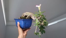 Em là Sứ Thái zin gieo hạt...