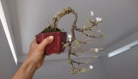 Em Linh Sam trắng phớt hồng lại ra bông...