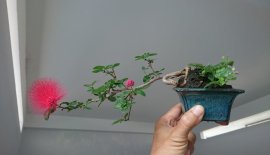 Em Điệp Lào mini đang bông...