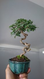 Em là Hồng Ngọc Mai với đường thân cực khéo...
