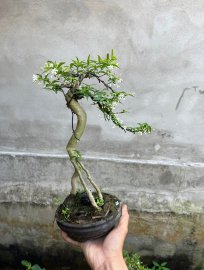 Cũng có hoa để ngắm