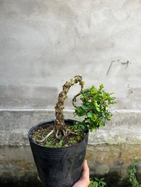 Sam trái lùn lực đế đẹp