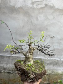 Mai chiếu thủy