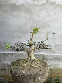 Mai chiếu thủy