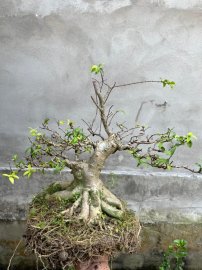 Mai chiếu thủy