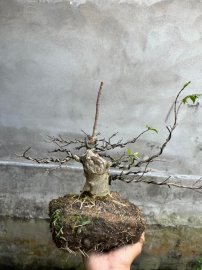 Mai chiếu thủy