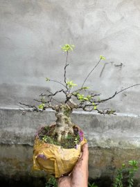 Mai chiếu thủy