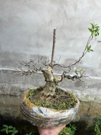Mai chiếu thủy