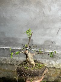 Mai chiếu thủy