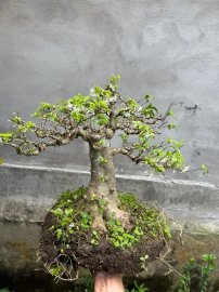 Mai chiếu thủy