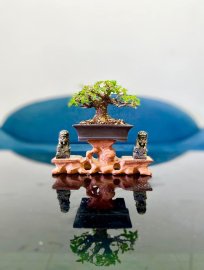 Hồng Ngọc Mai mini dáng cổ thụ
