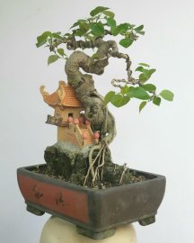 Cây Bồ đề ôm đá và tiểu cảnh rất đẹp
