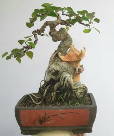 Cây Bồ đề ôm đá và tiểu cảnh rất đẹp