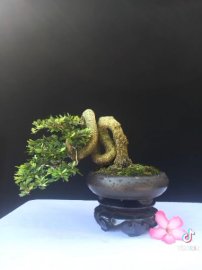 Linh sam siêu bông