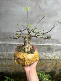 Đế đẹp tay cành OK giá vài trăm