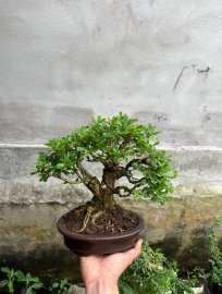 Linh sam mini, cây cầm tay