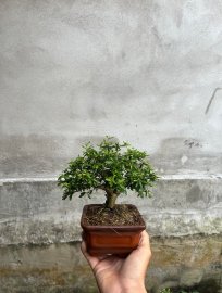 Linh sam 86 giá vài trăm