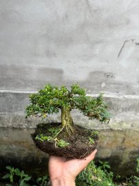Linh sam ae nào đem về tháo kẽm giúp e với