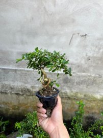 Chia sẻ giá bèo