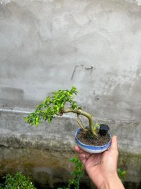 Chia sẻ giá bèo