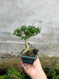 Chia sẻ giá bèo