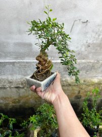 Chia sẻ giá bèo
