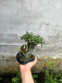 Chia sẻ giá bèo