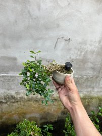 Chia sẻ giá bèo