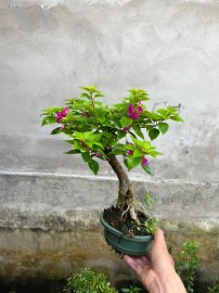 Chia sẻ giá bèo