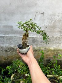 Chia sẻ giá bèo