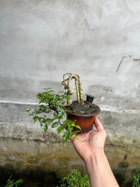 Chia sẻ giá bèo
