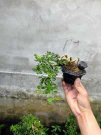 Chia sẻ giá bèo
