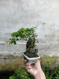 Chia sẻ giá bèo